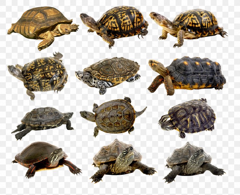 Box Turtles Common Snapping Turtle Tortoise Jabuti, PNG, 1200x972px, Box Turtles, Animal, Box Turtle, Chelydridae, Common Snapping Turtle Download Free