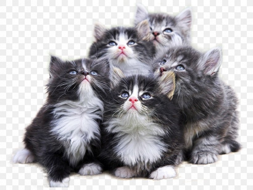 Cat Small To Medium-sized Cats Kitten Norwegian Forest Cat Whiskers, PNG, 866x650px, Cat, British Longhair, British Semilonghair, Cymric, Domestic Longhaired Cat Download Free