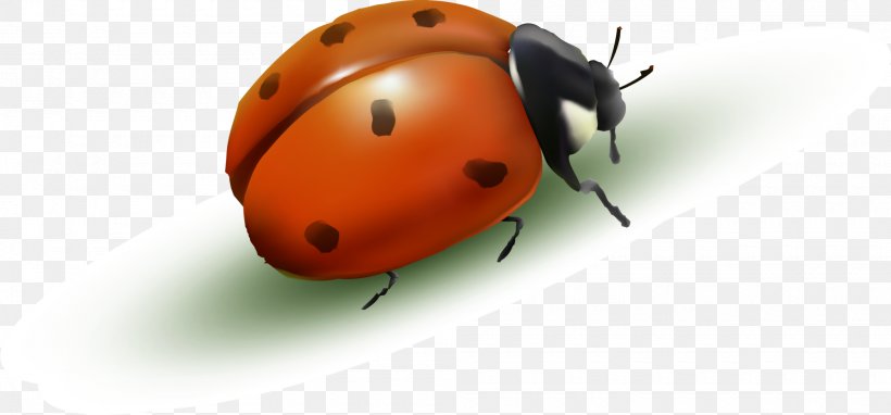 Ladybird Drawing Cartoon, PNG, 2000x934px, Ladybird, Animation, Arthropod, Beetle, Cartoon Download Free