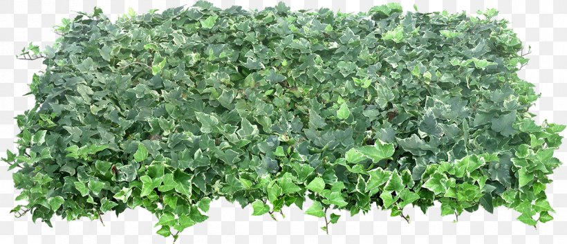 Plant Shrub, PNG, 1200x518px, Plant, Grass, Green, Herb, Ivy Download Free