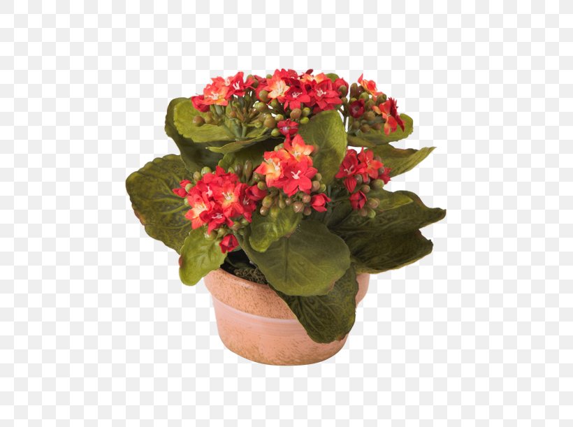 Widow's-thrill Flower Primrose Ornamental Plant Houseplant, PNG, 500x611px, Flower, Annual Plant, Begonia, Cut Flowers, Depositphotos Download Free