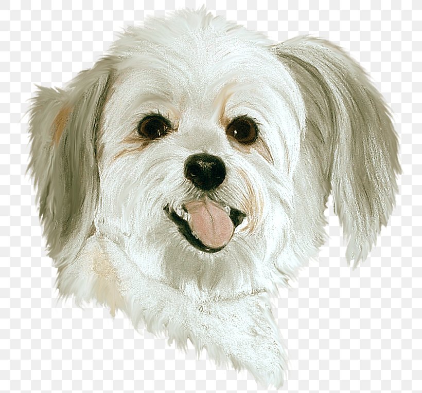 Dog Pet Sitting PaintShop Pro Clip Art, PNG, 756x765px, Dog, Bichon, Bolonka, Carnivoran, Cavachon Download Free