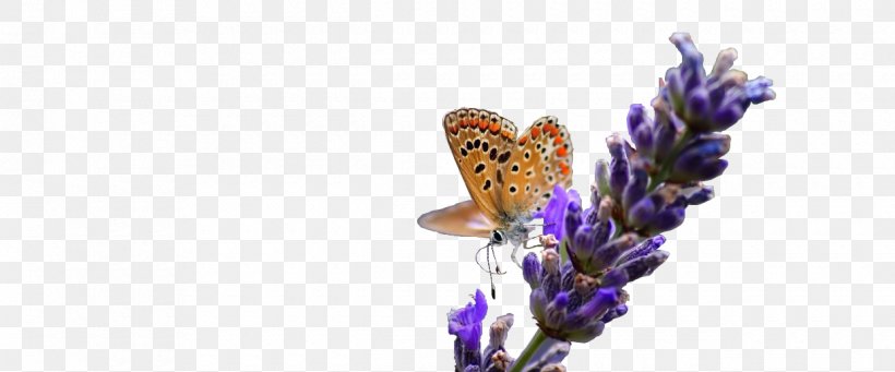 English Lavender French Lavender Insect, PNG, 1240x517px, English Lavender, Butterfly, Flower, Flowering Plant, French Lavender Download Free