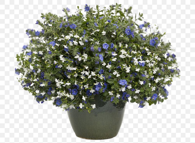 Lobelia Erinus Blue Hanging Basket Annual Plant, PNG, 736x603px, Lobelia Erinus, Annual Plant, Blue, Borage Family, Color Download Free