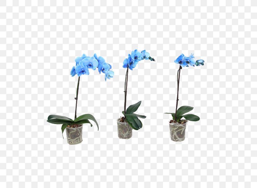 Moth Orchids Blue Impatiens Houseplant Plants, PNG, 600x600px, Moth Orchids, Artificial Flower, Blue, Cape Jasmine, Cut Flowers Download Free