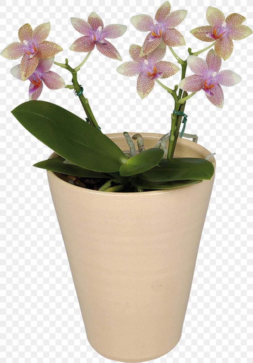 Moth Orchids Flower Houseplant, PNG, 836x1200px, Moth Orchids, Achimenes, Blossom, Dendrobium, Floriculture Download Free
