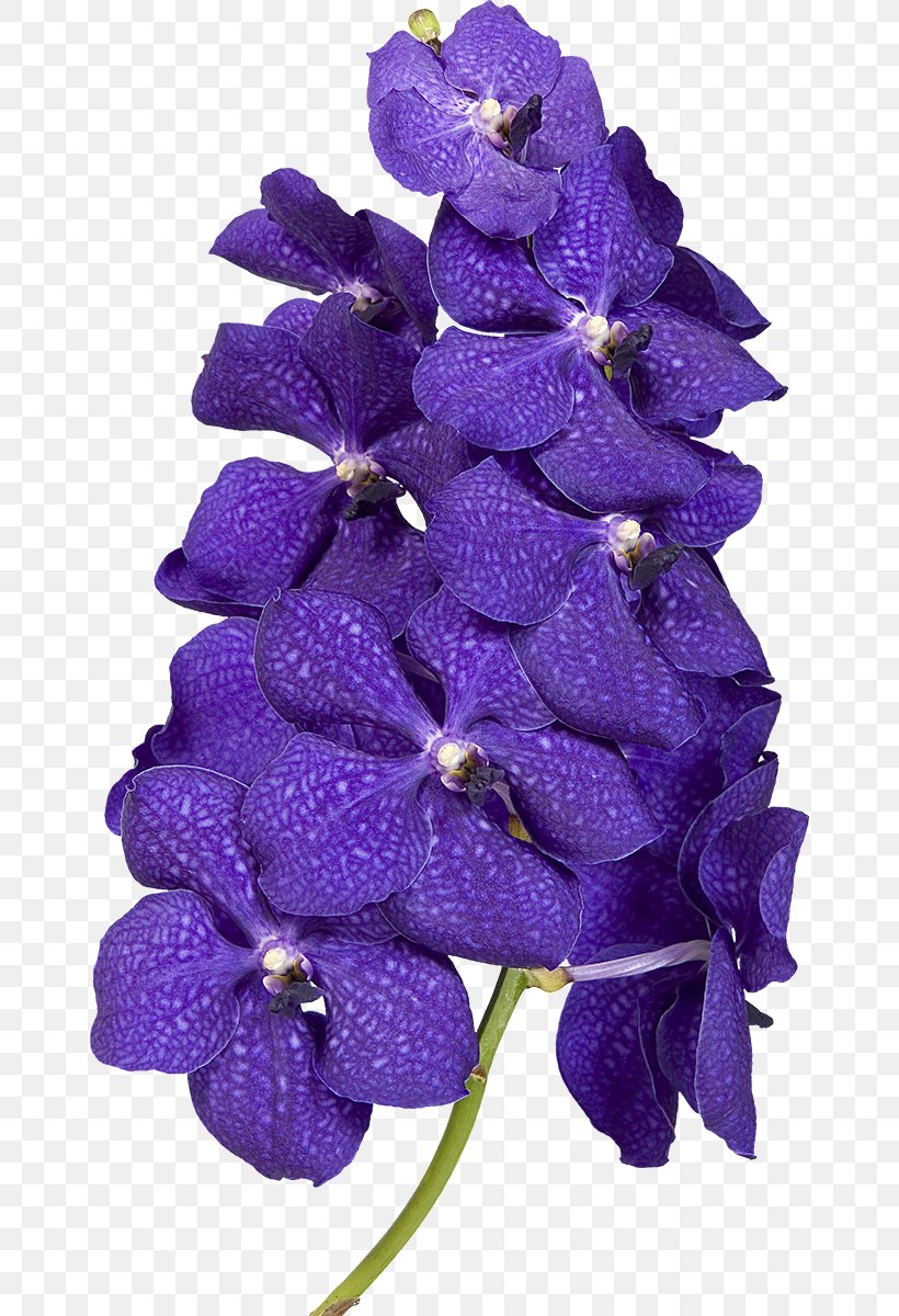 TCFlowers Violet Clip Art, PNG, 656x1200px, Flower, Blue, Color, Cut Flowers, Delphinium Download Free