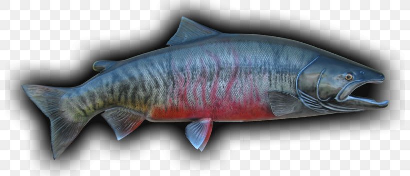 Coho Salmon Chum Salmon Fish Products Cod, PNG, 800x353px, Coho Salmon, Atlantic Cod, Boreogadus Saida, Carp, Chum Salmon Download Free