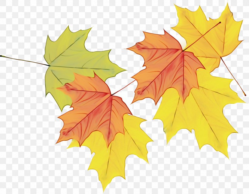 Maple Leaf, PNG, 1617x1261px, Watercolor, Black Maple, Deciduous, Grape Leaves, Leaf Download Free