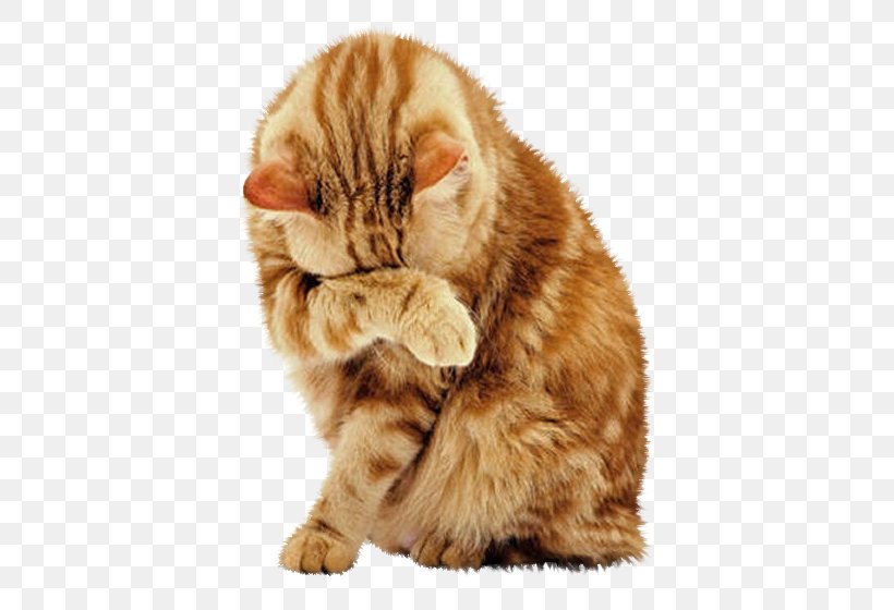British Shorthair Tabby Cat Dog Animal Pet, PNG, 556x560px, British Shorthair, American Shorthair, Animal, Animal Welfare, Breed Download Free
