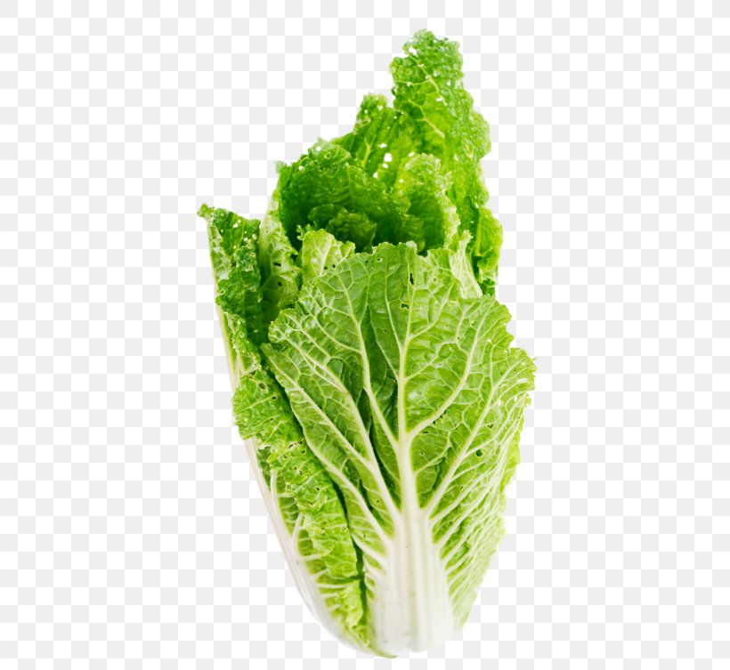Celtuce Butterhead Lettuce Leaf Vegetable, PNG, 500x753px, Celtuce, Butterhead Lettuce, Cabbage, Chard, Chinese Cabbage Download Free