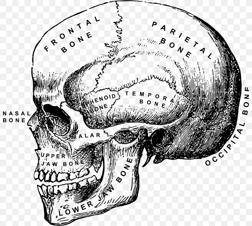 Human Anatomy Human Body Skull Head And Neck Anatomy, PNG, 800x736px, Anatomy, Automotive Design, Black And White, Bone, Drawing Download Free