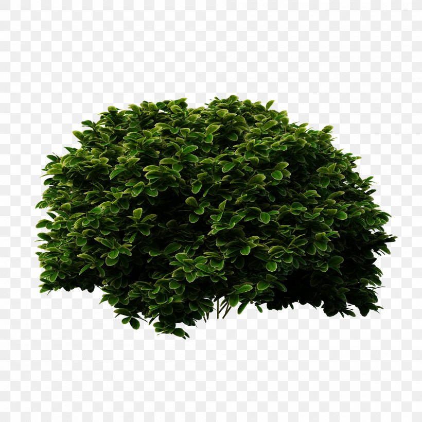 Shrub Tree Evergreen Bridal-wreaths, PNG, 2000x2000px, Shrub, Box, Bridalwreaths, Deviantart, Evergreen Download Free