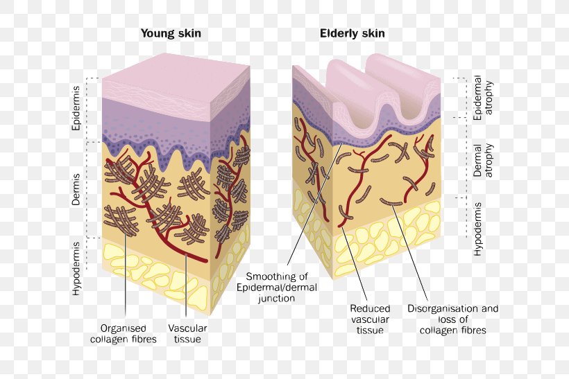 Collagen Skin Wrinkle Hyaluronic Acid Dermis, PNG, 708x547px, Collagen, Ageing, Amino Acid, Box, Dermis Download Free