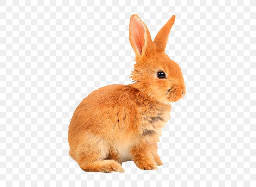 Domestic Rabbit European Rabbit Hare Sticker, PNG, 650x601px, Domestic Rabbit, Being, Dance, European Rabbit, Hare Download Free