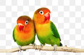 Parrot - Fischers Lovebird Cockatoo Budgerigar Cockatiel PNG