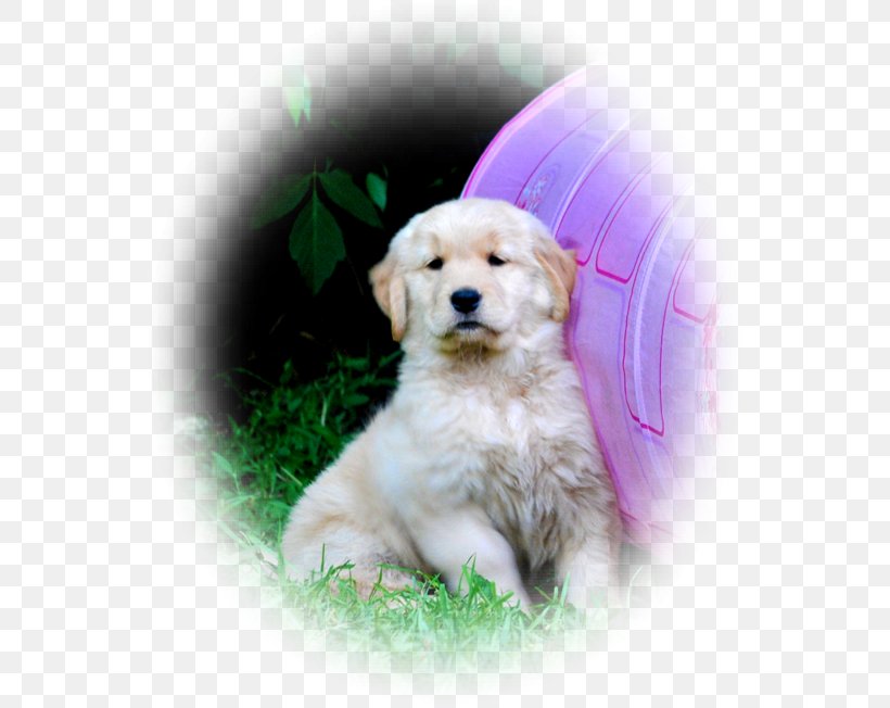 Golden Retriever Labrador Retriever Goldendoodle Puppy Dog Breed, PNG, 550x652px, Golden Retriever, Animal, Breed, Canidae, Carnivora Download Free
