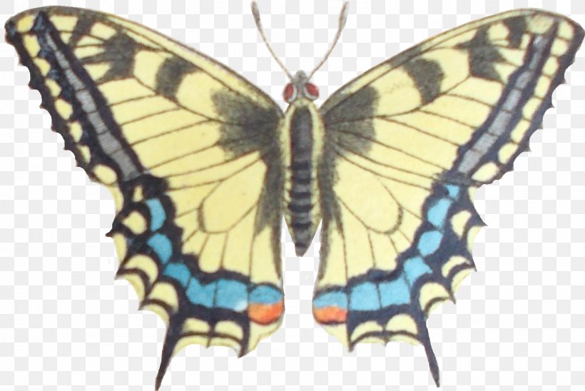 Monarch Butterfly Gossamer-winged Butterflies Silkworm Brush-footed Butterflies, PNG, 1496x1000px, Monarch Butterfly, Arthropod, Bombycidae, Brush Footed Butterfly, Brushfooted Butterflies Download Free