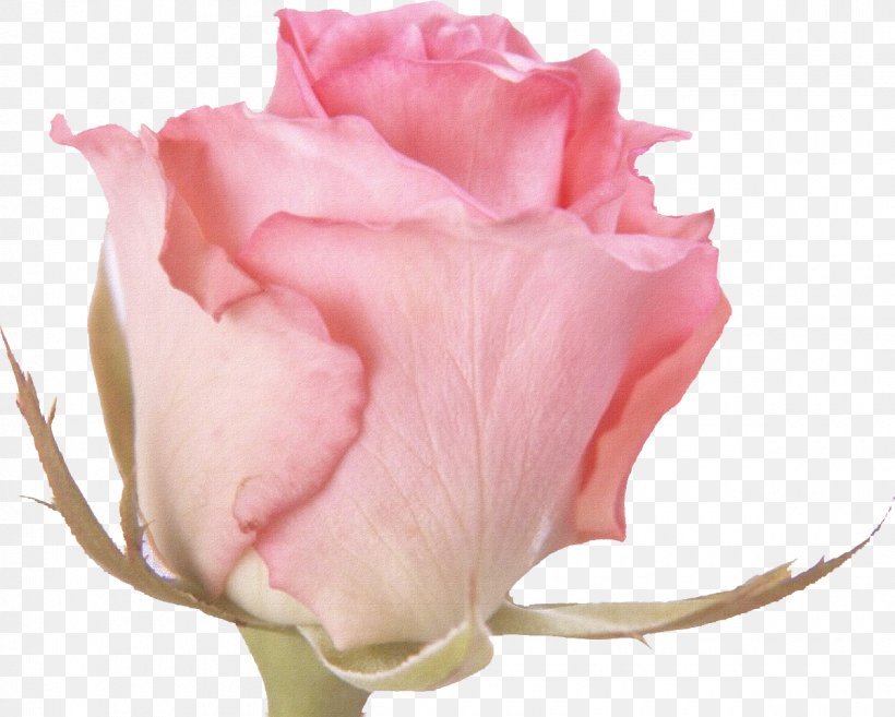 Rose Flower Pink Desktop Wallpaper Clip Art, PNG, 1200x962px, Rose, Close Up, Color, Cut Flowers, Floribunda Download Free