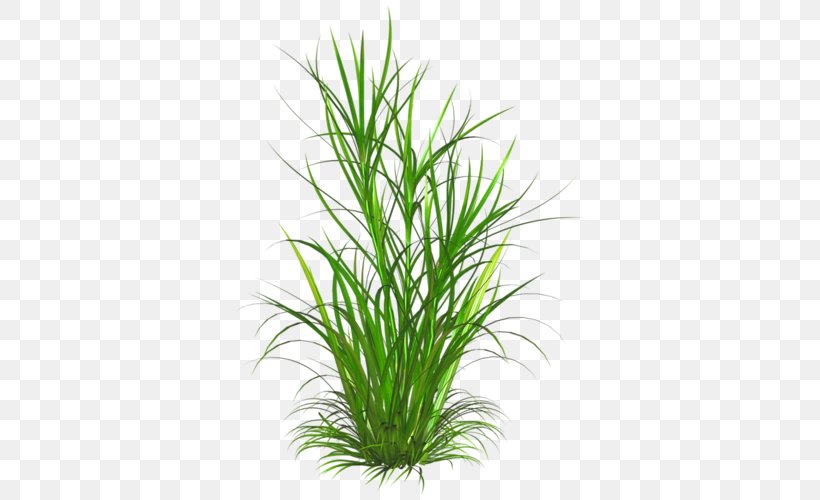 Weed Lawn Grass Ornamental Plant Clip Art, PNG, 500x500px, Weed, Aquarium Decor, Biennial Plant, Chrysopogon Zizanioides, Commodity Download Free