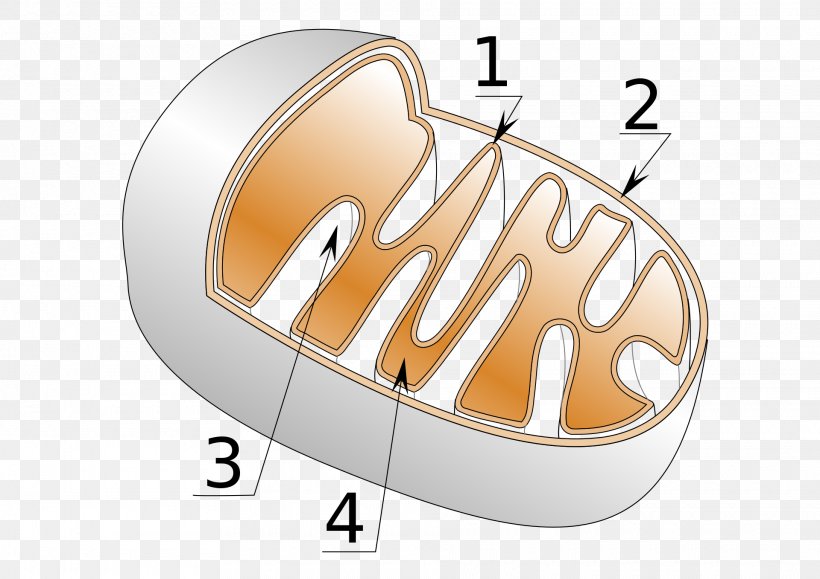 Cellular Respiration Mitochondrion Crista Adenosine Triphosphate, PNG, 1920x1358px, Cell, Adenosine Triphosphate, Aerobic Organism, Atp Synthase, Biology Download Free