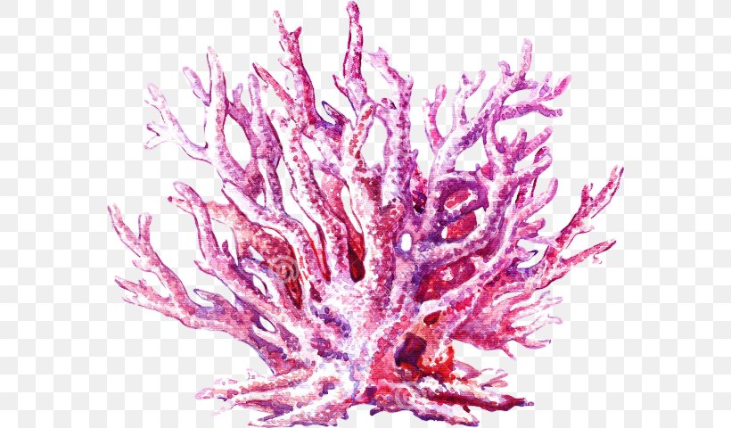 Coral Reef Jellyfish Watercolor Painting Stock Illustration, PNG, 581x480px, Coral, Art, Color, Coral Reef, Invertebrate Download Free
