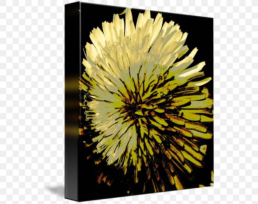 Dandelion Stock Photography Sunflower M Chrysanthemum, PNG, 553x650px, Dandelion, Chrysanthemum, Chrysanths, Daisy Family, Flora Download Free