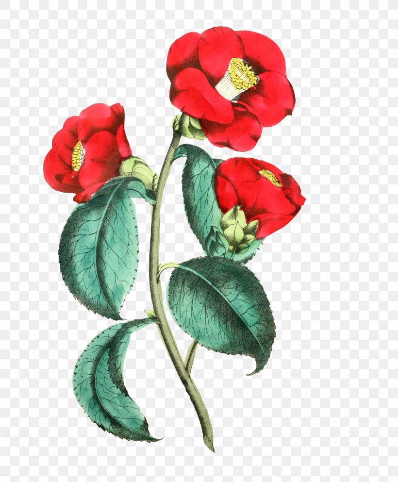 Floral Design Rose Flower Designs Clip Art, PNG, 2224x2695px, Floral Design, Blue Rose, Carnation, Cut Flowers, Drawing Download Free