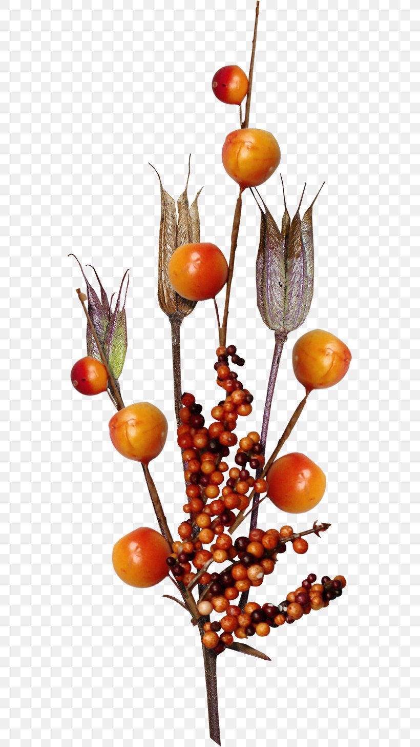 Fruit, PNG, 556x1456px, Fruit, Branch, Food, Orange, Tree Download Free