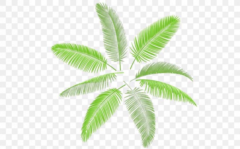Leaf Arecaceae Palm Branch Illustration, PNG, 979x611px, Leaf, Arecaceae, Branch, Digital Image, Grass Download Free