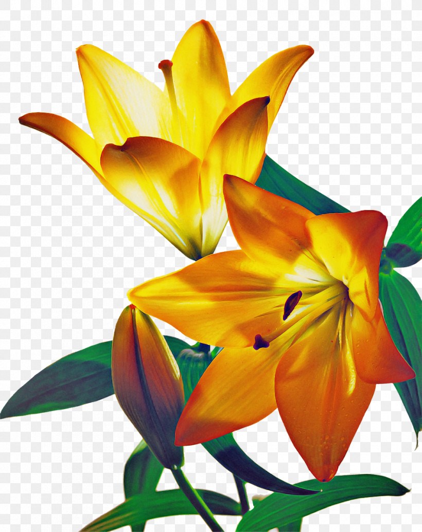 Lily Flower, PNG, 950x1200px, Lily Flower, Amaryllis, Cut Flowers, Daylilies, Floral Design Download Free