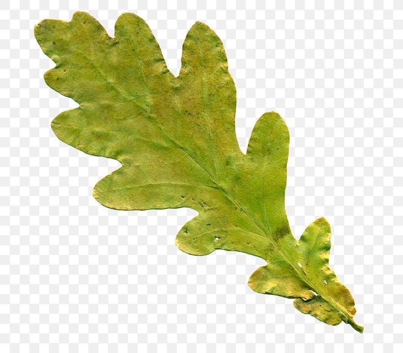 Oak Leaf Cluster English Oak Tree Clip Art, PNG, 715x720px, Leaf, Acorn, English Oak, Maple, Oak Download Free