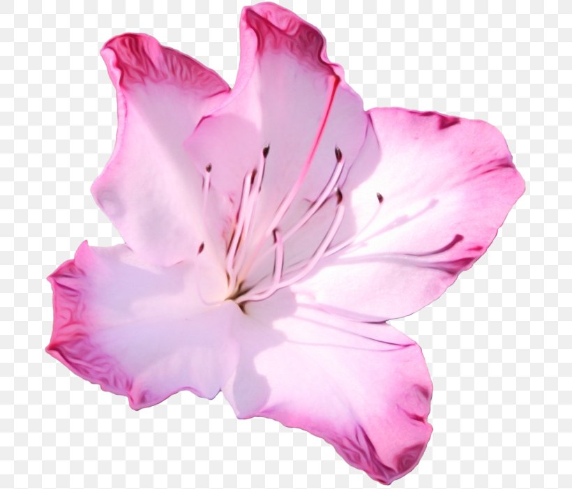Petal Pink Flower Flowering Plant Plant, PNG, 700x701px, Watercolor, Azalea, Flower, Flowering Plant, Herbaceous Plant Download Free