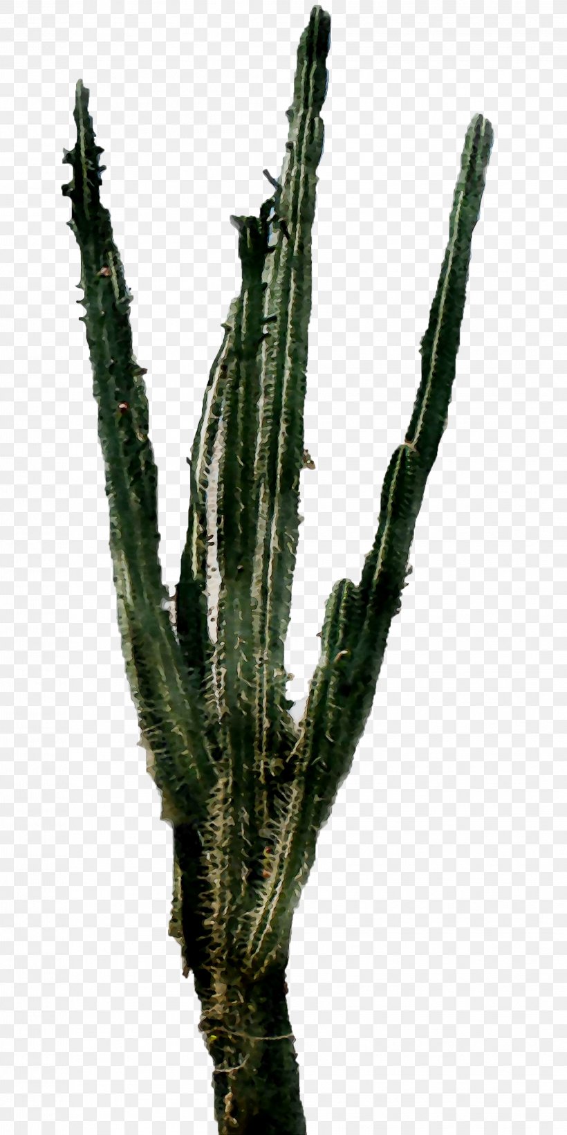 Triangle Cactus Echinocereus Plant Stem Plants Acanthocereus, PNG, 2088x4176px, Triangle Cactus, Acanthocereus, Acanthocereus Tetragonus, Botany, Branch Download Free