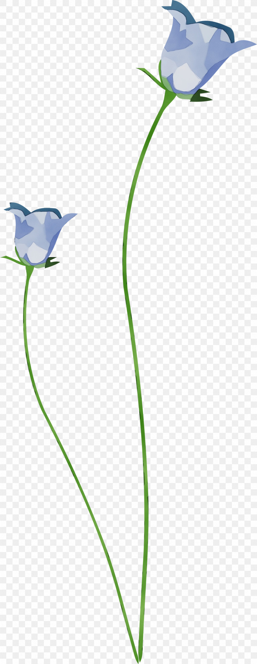 Bellflower Family Flower Plant Stem Petal Leaf, PNG, 1162x3000px, Watercolor, Bellflower Family, Bellflowers, Birds, Branching Download Free