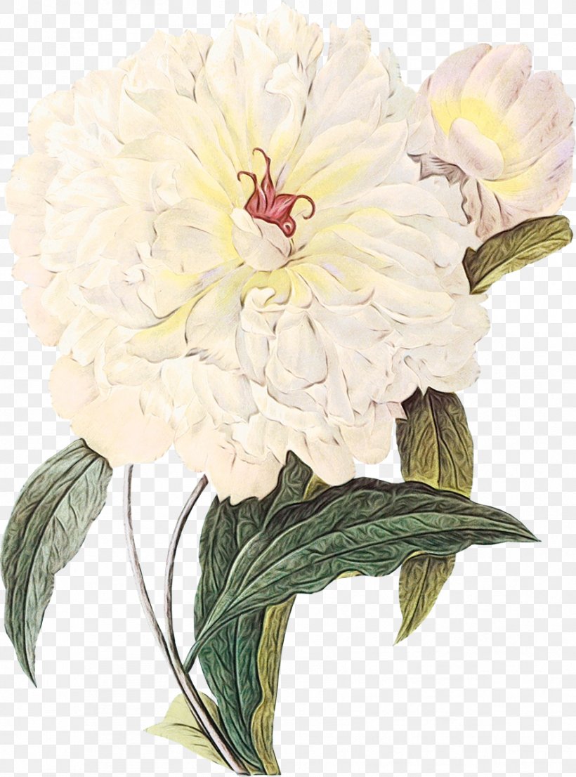 Flower Plant Cut Flowers Common Peony Petal, PNG, 889x1200px, Watercolor, Chinese Peony, Common Peony, Cut Flowers, Flower Download Free