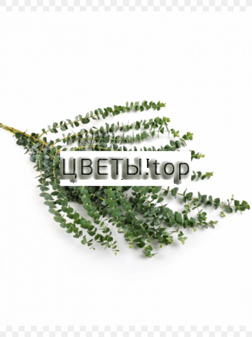 Flower Plant Stem Green Leaf, PNG, 1000x1340px, Flower, Asphodelaceae, Eucalyptus Cinerea, Grass, Green Download Free