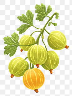 Gooseberry - Gooseberry With Leaf Illustration PNG