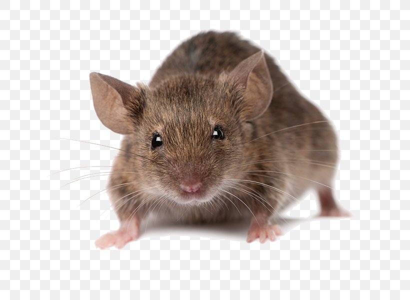 Mouse Rodent Brown Rat Rats And Mice Pest Control, PNG, 700x600px, Mouse, Bed Bug, Black Rat, Brown Rat, Dormouse Download Free