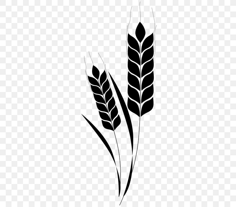 Wheat Ear Beer Clip Art, PNG, 432x720px, Wheat, Barley, Beer, Black And White, Bread Download Free