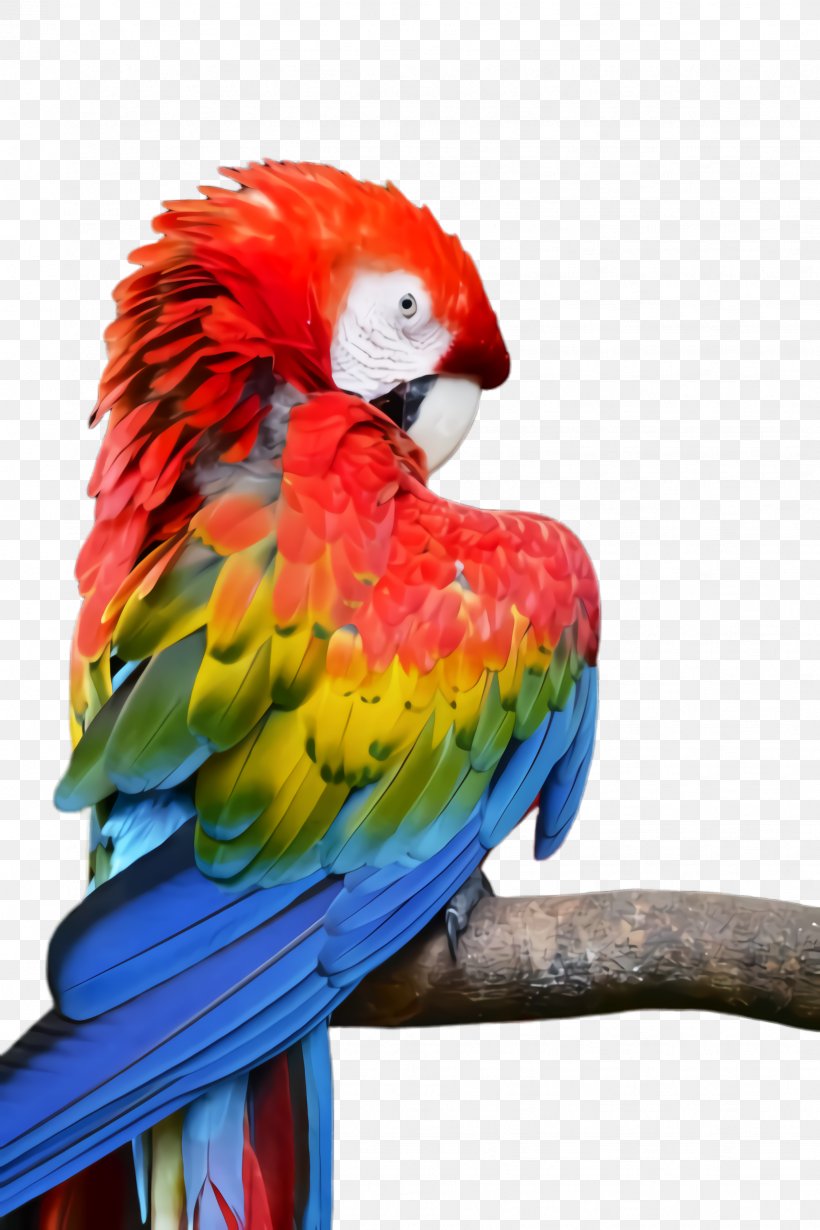 Colorful Background, PNG, 1632x2448px, Parrot, Animal, Beak, Bird, Budgie Download Free