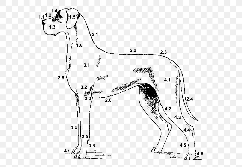 Great Dane Dogo Argentino Breed Standard Germany, PNG, 560x566px, Great Dane, Art, Black, Black And White, Breed Download Free