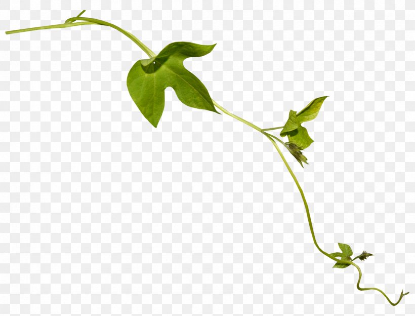 Leaf Plant Stem Flower, PNG, 1279x974px, Leaf, Branch, Digital Image, Flora, Flower Download Free