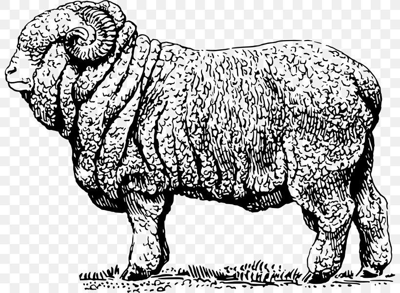 Merino Cattle Clip Art, PNG, 800x600px, Merino, Animal Figure, Art, Bighorn Sheep, Black And White Download Free