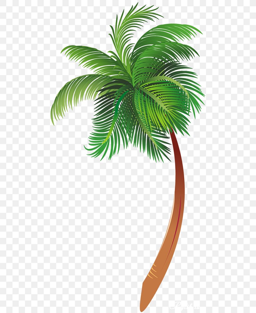 Arecaceae Tree Clip Art, PNG, 496x1000px, Arecaceae, Arecales, Cartoon, Coconut, Date Palm Download Free