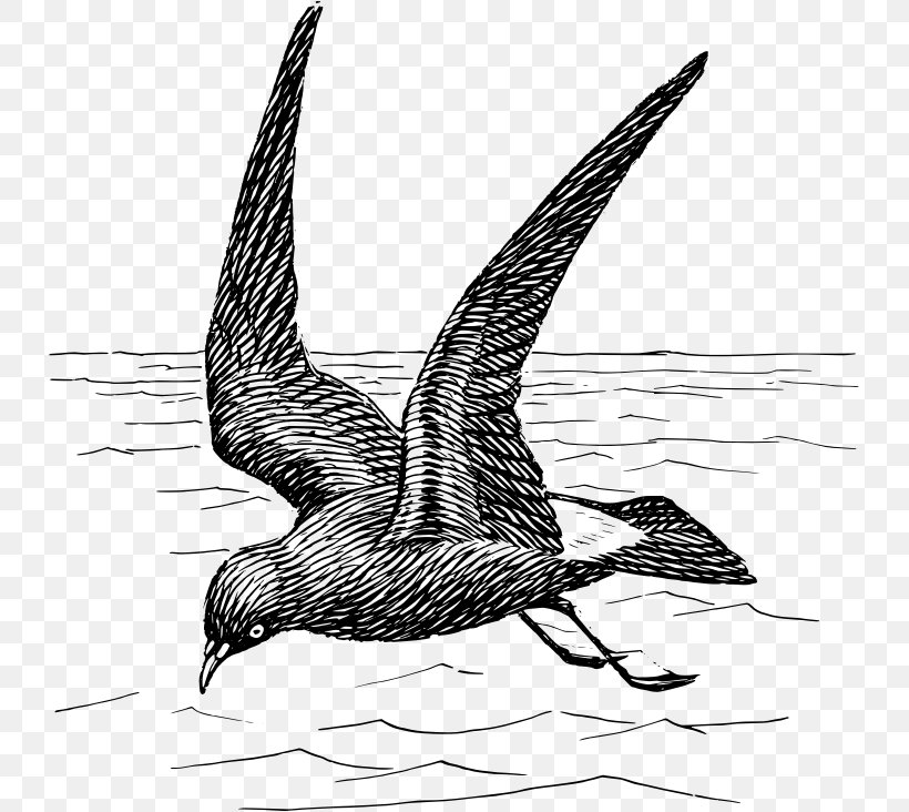 Duck Bird Goose Beak Gulls, PNG, 731x732px, Duck, Art, Beak, Bird, Black And White Download Free