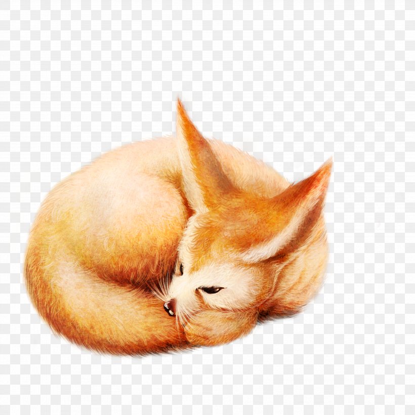 Fox Diego De La Vega Whiskers Kitten, PNG, 3543x3543px, Fox, Carnivoran, Cat, Cat Like Mammal, Diego De La Vega Download Free
