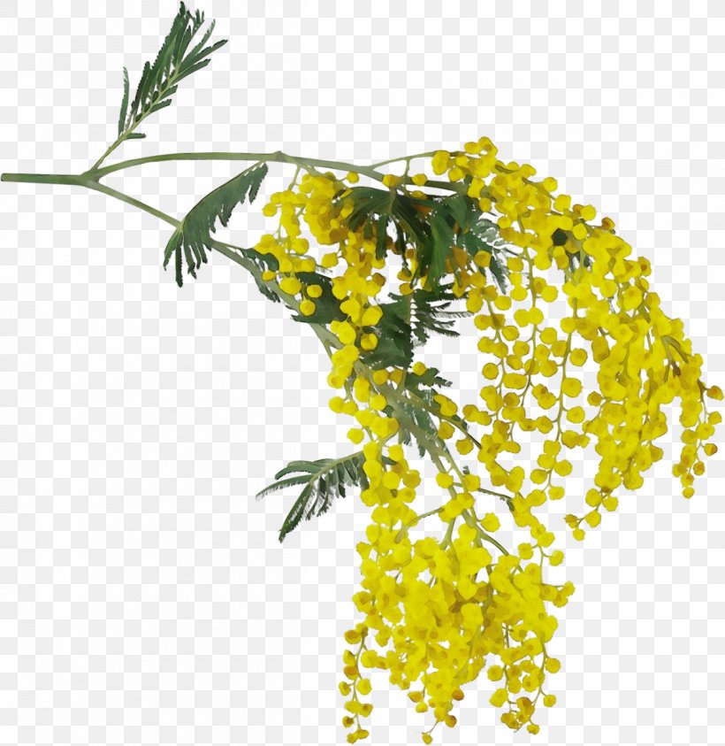 Mimosa, PNG, 1200x1235px, Watercolor, Branch, Flower, Flowering Plant, Goldenrod Download Free
