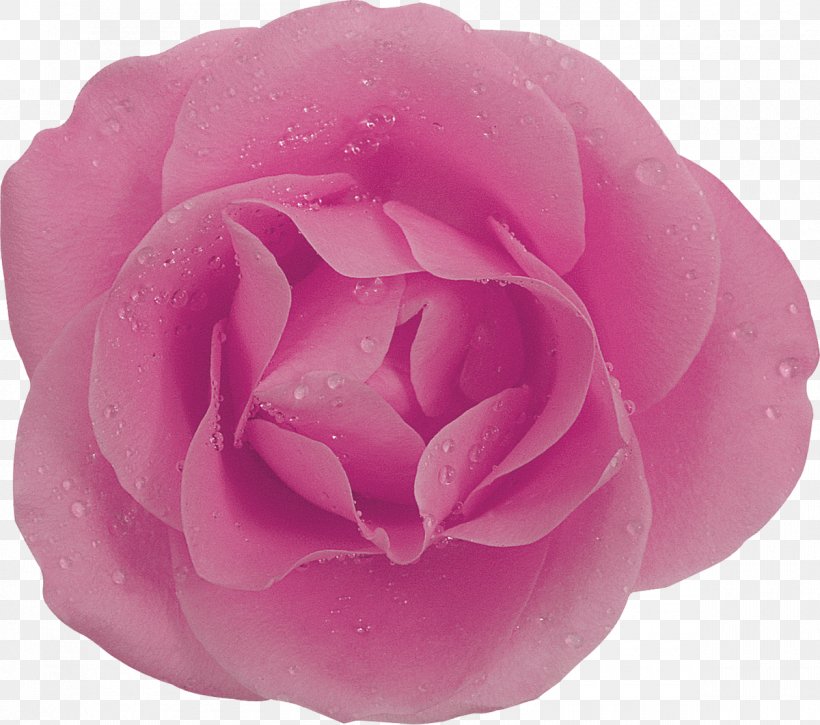 Rose Purple Painting, PNG, 1200x1061px, Rose, Camellia, Color, Cut Flowers, Floribunda Download Free