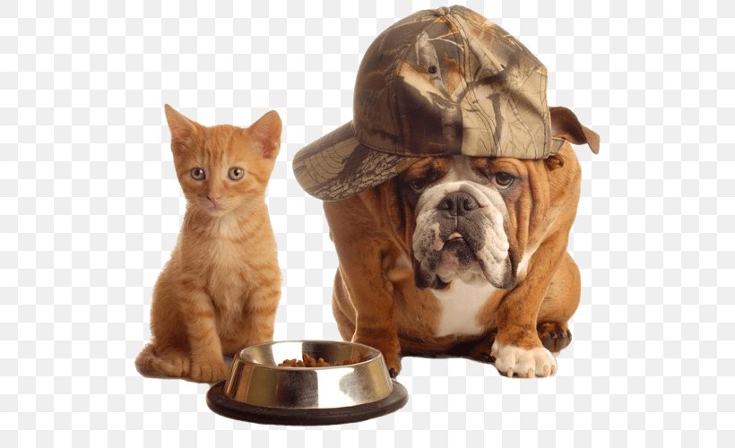 Dog Cat Food Pet Sitting, PNG, 532x500px, Dog, Bowl, Carnivoran, Cat, Cat Food Download Free